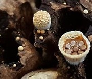 알 품은 새 둥지 모양 '둥우리버섯' 국내 최초 발견