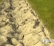 미 농무부 "올해 북한 면적당 쌀생산 예년보다 10% 가까이 줄어"