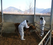 [경남소식] 도서벽지 축산농가 대상 가축 무료 순회진료