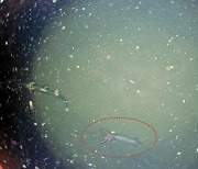 동해 수심 1천m에서 카메라에 잡힌 심해오징어