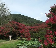 명옥헌 원림에서 꽃 피운 배롱나무