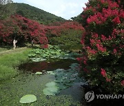 붉은 꽃 핀 배롱나무, 담양 명옥헌 원림