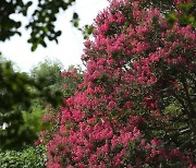 붉은 꽃 만개한 배롱나무