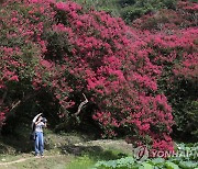 붉은 꽃 만개한 배롱나무