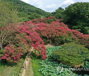 푸른 숲에 핀 붉은 배롱나무꽃