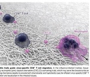 하버드대 연구진, 탈진한 T세포 회복 막는 '후성유전 상처' 발견