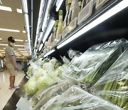 폭염에 생산량 저하된 채소 '가격 상승'