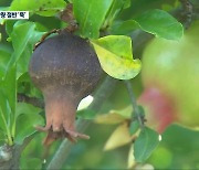 고흥 석류 열매썩음병 확산..농가 사투