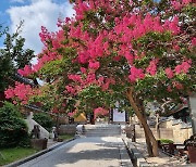 [사진] 전남 구례의 배롱나무꽃 명소