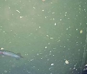 [영상] 수심 1000m 심해오징어, 국내서 첫 포착