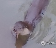 부산해양자연사박물관 8월 해양자연사전시품 수달 선정