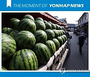 [모멘트] 열대야로 수박 가격 고공행진