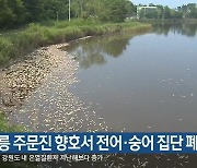 강릉 주문진 향호서 전어·숭어 집단 폐사