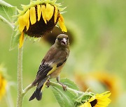 [Photo News] Goldfinch enjoys sunflower seeds amid summer heat