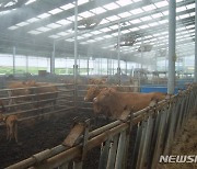 "가축 재해피해, 보험으로 최소화"..충북 축산농가 활용도 높아