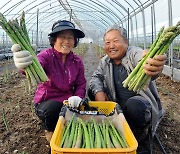 [통통 지역경제] '왕의 채소' 아스파라거스, 양구 농가 소득 '쑥쑥'