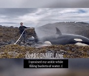 [영상]알래스카 해안 바위에 낀 범고래..'6시간' 물뿌려 살렸다