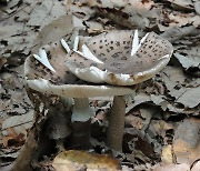 독버섯 '뱀껍질광대버섯'서 폐암 세포 억제물질 발견