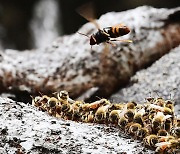 꿀벌을 공격하는 말벌
