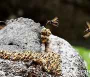 꿀벌 공격하는 말벌