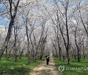 진해 웅동수원지 벚나무 군락