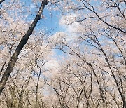 진해 웅동수원지 벚나무 군락