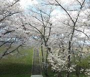 진해 웅동수원지 아름드리 벚꽃군락 내년 군항제 전 개방