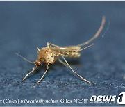경북 올해 첫 일본뇌염 매개 모기 발견..지난해보다 1개월 늦어