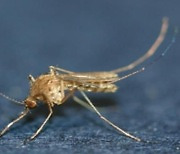 경북도, 올해 첫 일본뇌염 매개 모기 발견 .. 작년보다 1개월 늦어