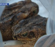 독두꺼비·아나콘다·악어까지..생태계 파괴종 불법 반입