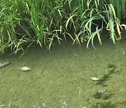 Elevated water temperatures in Han River are causing mass deaths of fish, report says