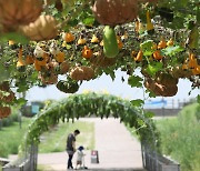 [Photo] Pumpkin, calabash vines remind us fall is near