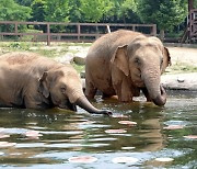 기록적인 폭염 속 서울대공원 동물들의 특별한 여름나기