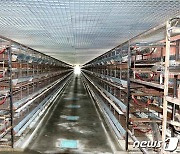 ''리모델링' 진행 중인 북한 신의주닭공장의 모습