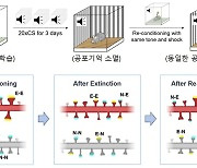 외상후 스트레스로 인한 공포기억 지우는 방법 찾았다