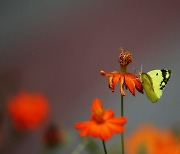 입추의 나비