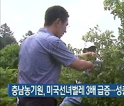 충남농기원, 미국선녀벌레 3배 급증..성충방제 시급
