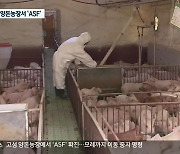 고성 양돈농가에서 'ASF' 확진..모레까지 이동 중지 명령