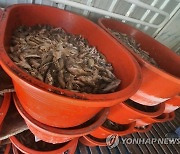 고수온으로 죽은 양식물고기