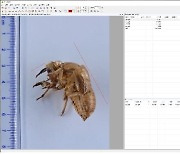 매미 허물 사진만으로 AI가 매미 종류 구분..연내 프로그램 개발