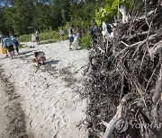 USA FLORIDA MANGROVES CLEANING