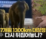 [영상] 17개월 1300km 대장정 코끼리떼..중국 다시 뒤집어놓나?