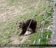 [이슈톡] '12년 감금' 서커스 곰, 알프스서 1년도 안 돼 숨져