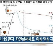 "코로나19 환자 '자연살해세포' 이상 현상 규명"