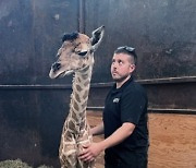 Newborn Giraffe