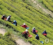 보성 녹차 산업, 전남형 성장 전략사업에 선정