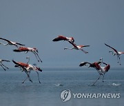 GREECE FLAMINGO