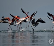 GREECE FLAMINGO