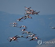 GREECE FLAMINGO