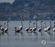 GREECE FLAMINGO